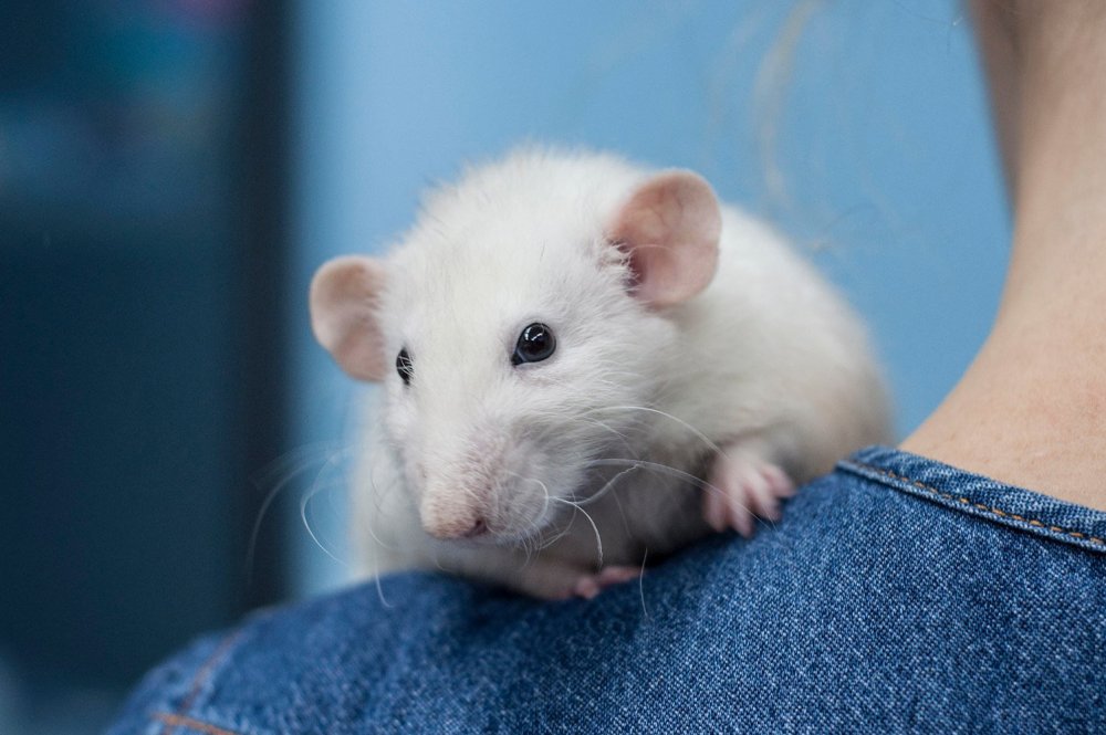 Крыса вельветин фото Дамбо