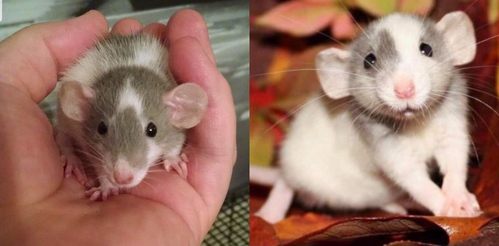 Крыса Дамбо в возрасте