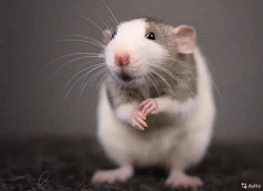 Размер крысы Дамбо по возрасту