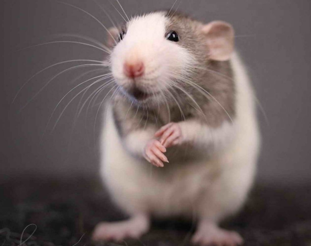 Сиамская мышь Дамбо