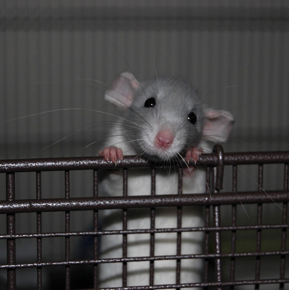 Крыса Дамбо на белом фоне