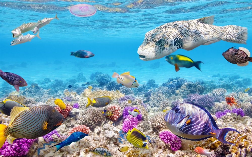Большой Барьерный риф подводный мир