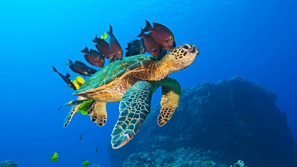 Черноморская черепаха морская