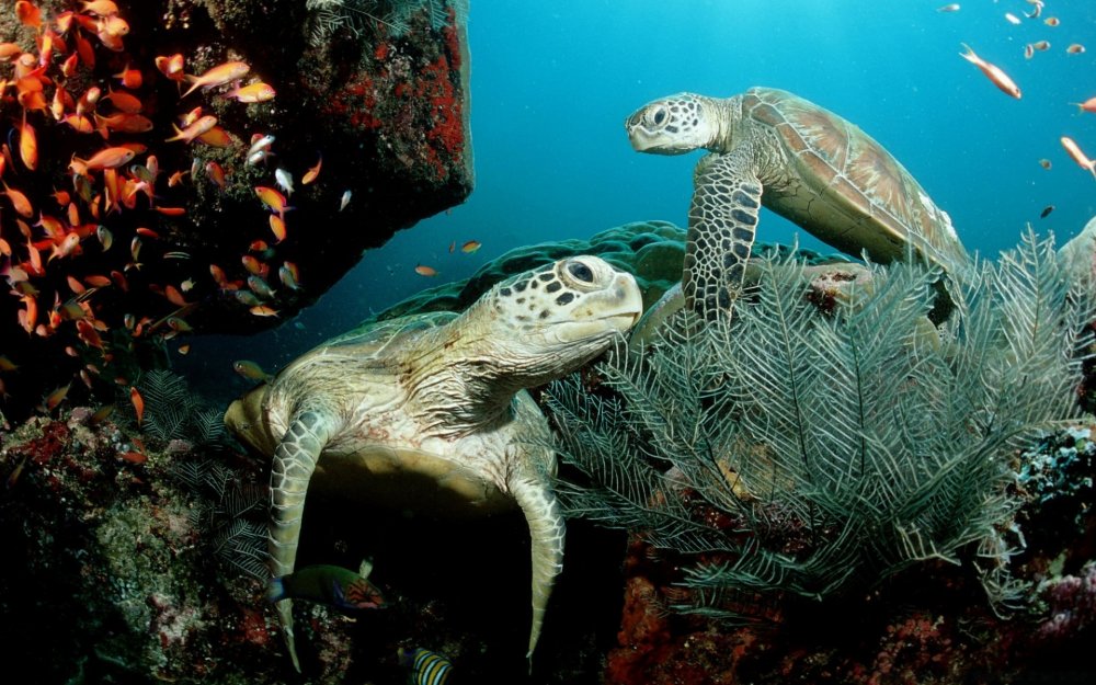 Морская черепаха океанариум