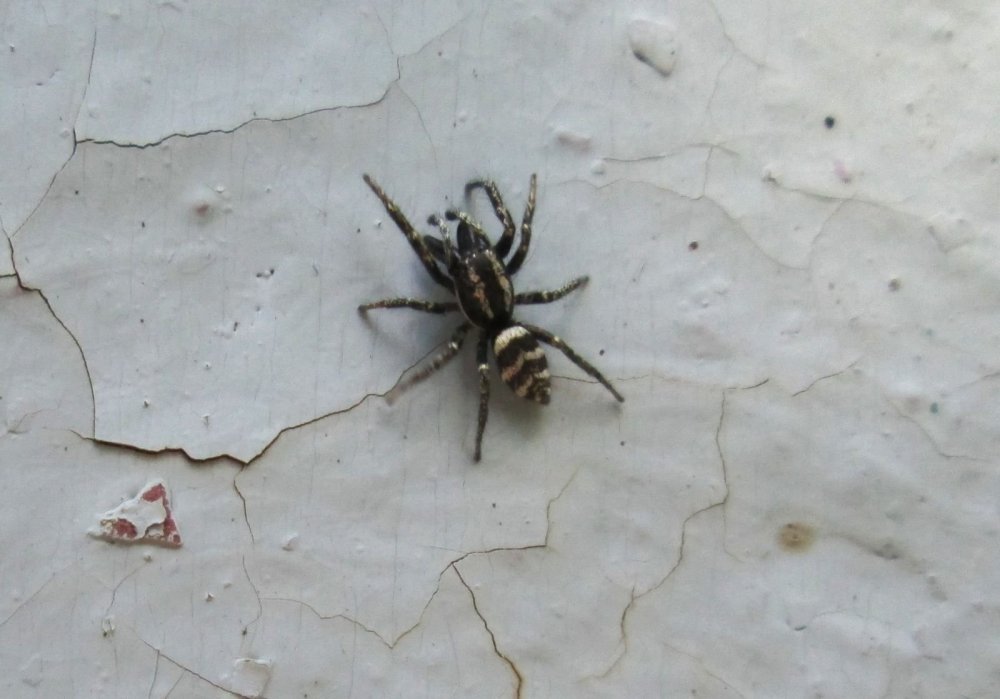 Hogna carolinensis (Carolina Wolf Spider)