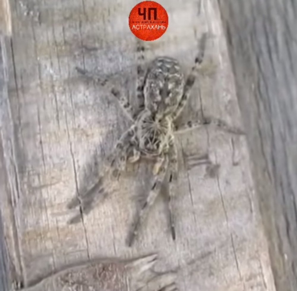 Виды тарантула в Астрахани