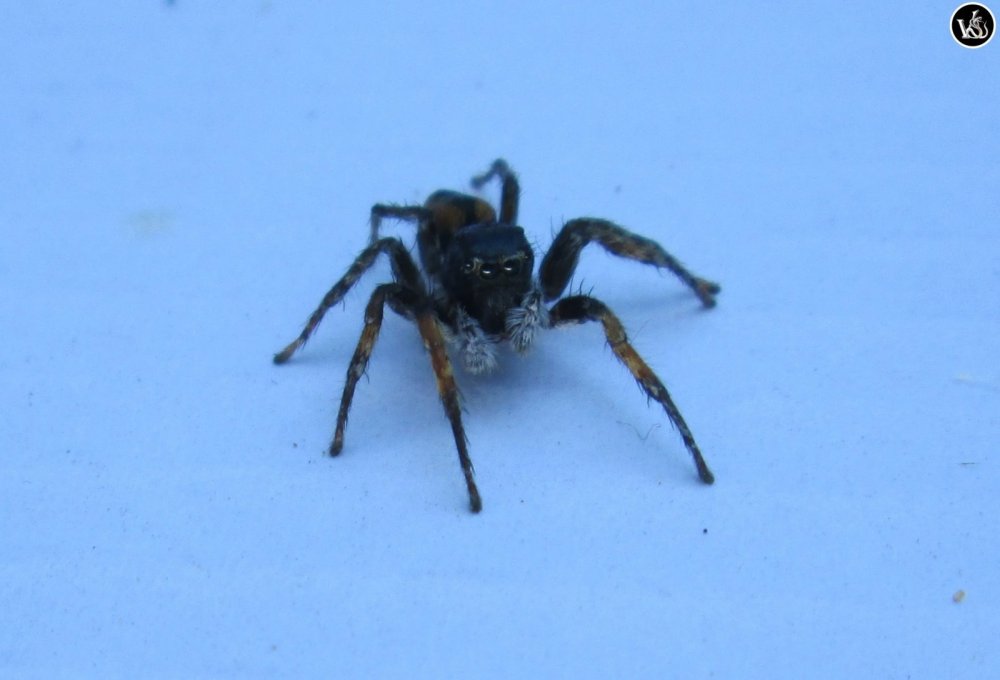 Астраханский прыгающий паук
