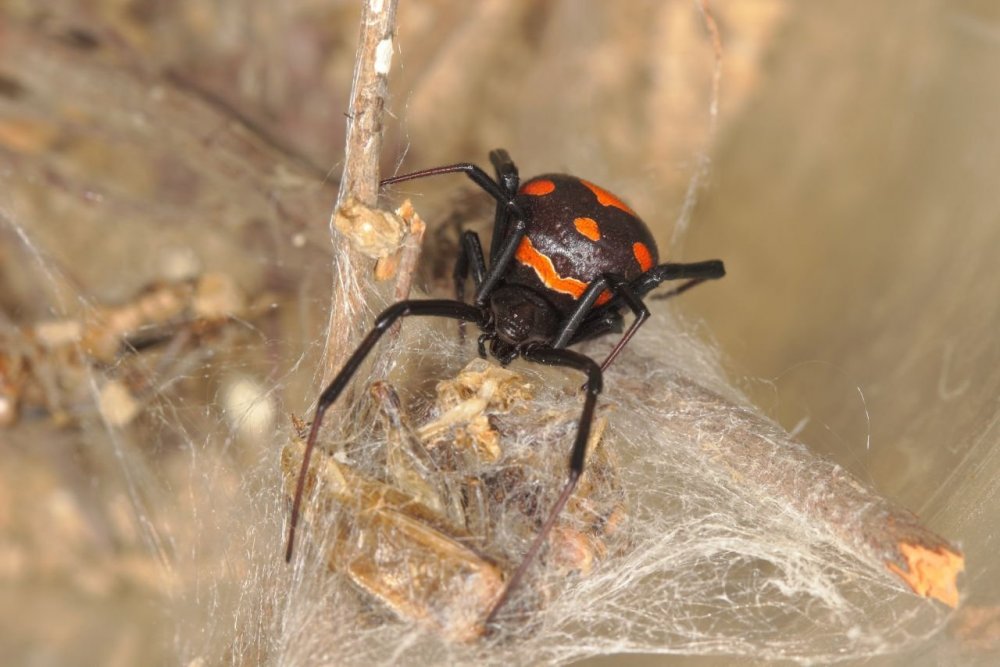 Астраханский паук Каракурт