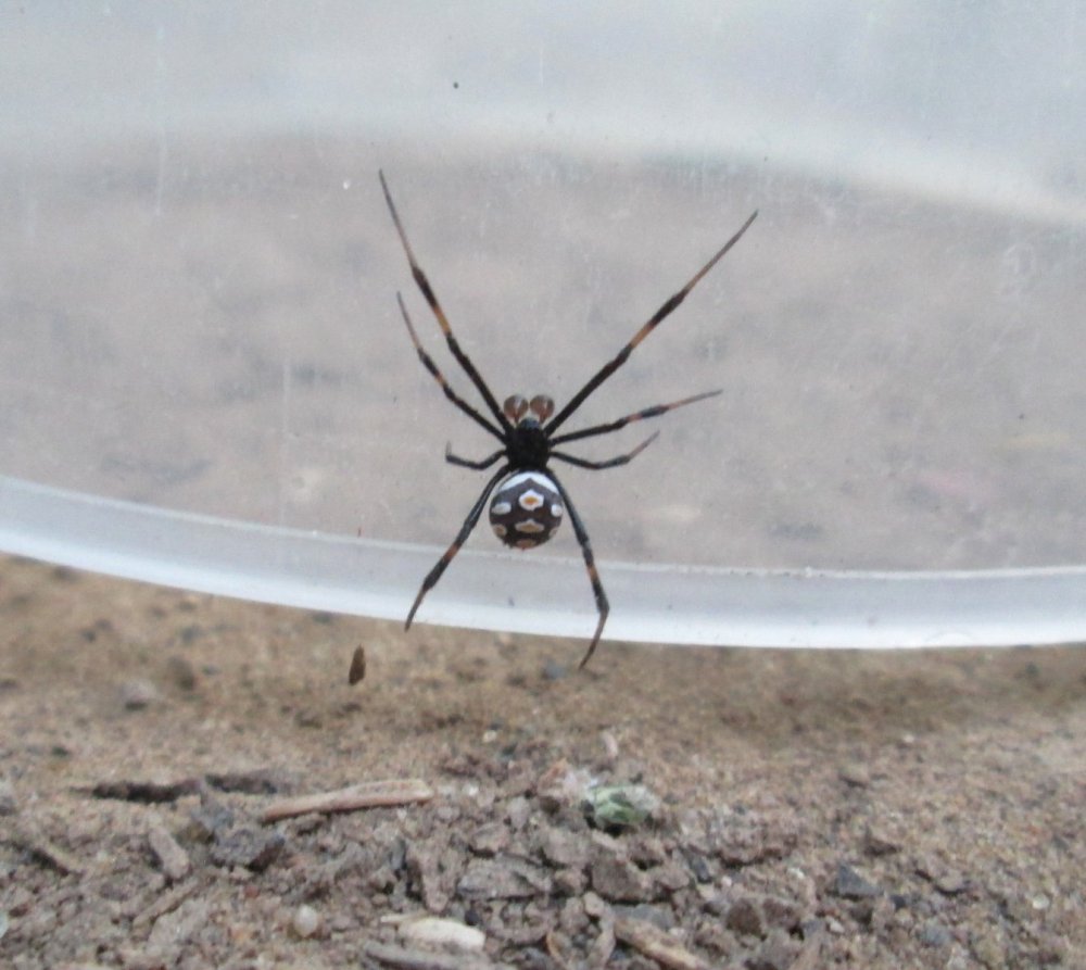 Волгоградский паук фаланга