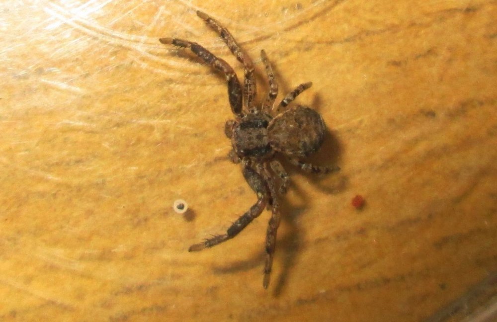Астраханский паук Тарантул