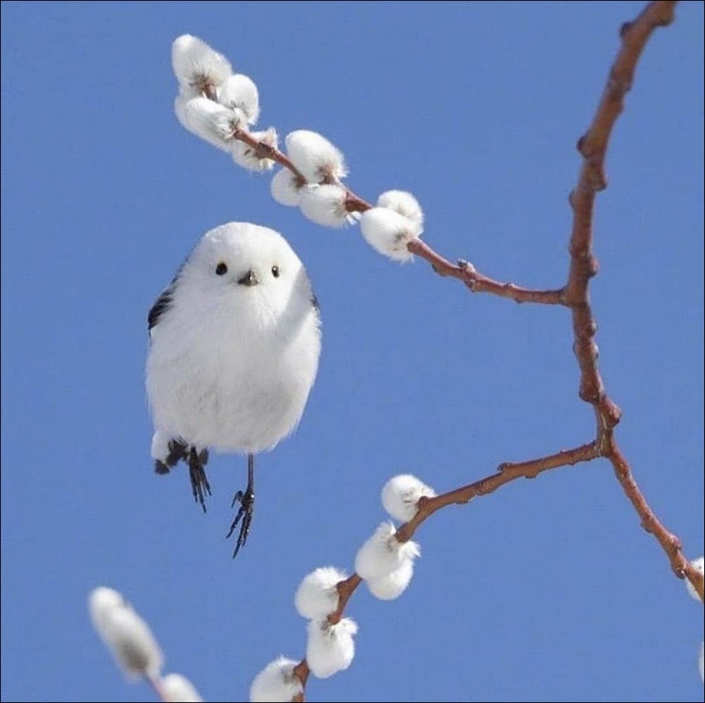 Японская птица белая