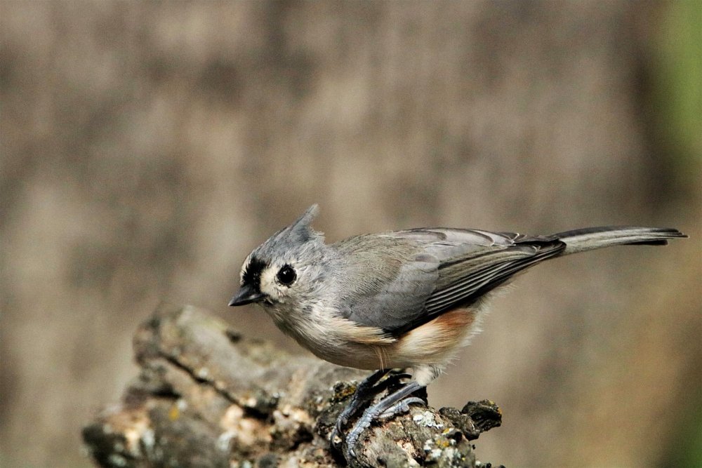 Gray Catbird птица