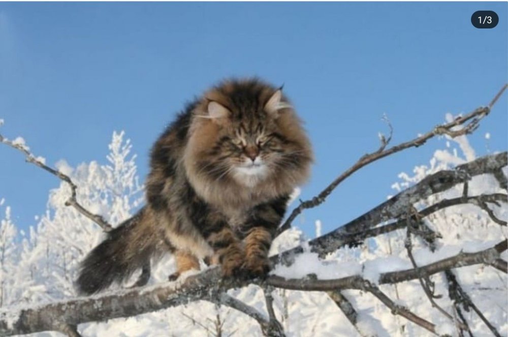Романовская Лесная кошка