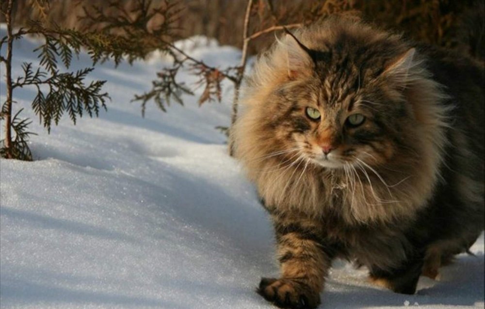 Lkacross кошка