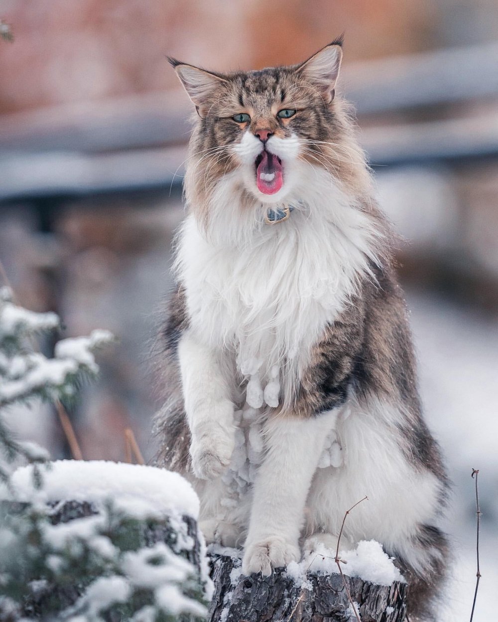 Сибирский кот в снегу