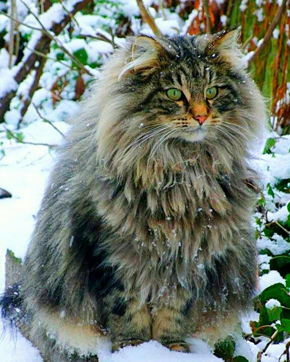 Норвежский Лесной кот Викинг