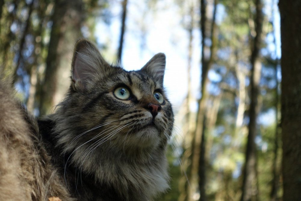 Норвежский Лесной кот