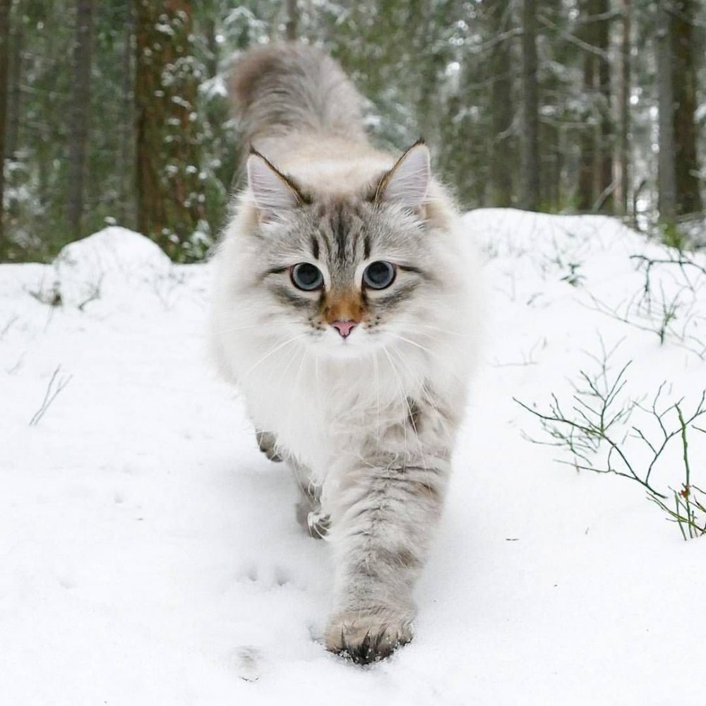 Невский Лесной кот