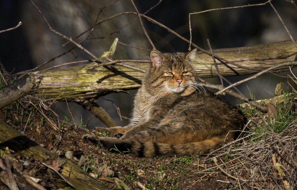 Европейский Лесной кот камышовый