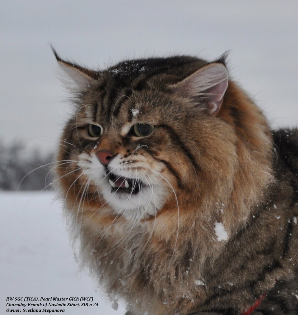 Сибирская кошка Лесной кот