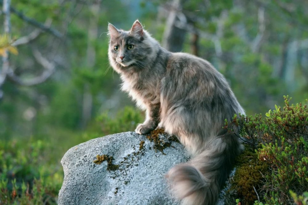 Лесной кот Мейн кун