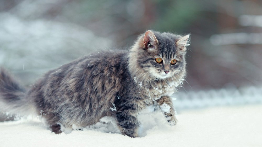 Дикий норвежский Лесной кот