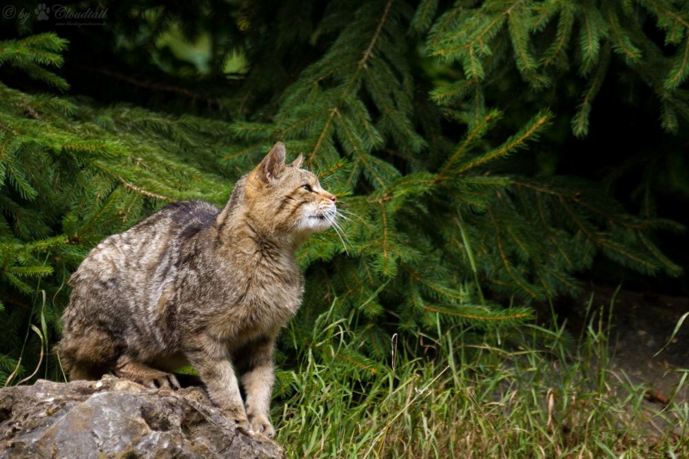Сибирский кот в лесу