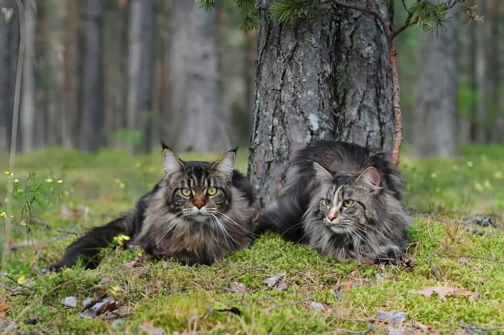 Кавказский дикий Лесной кот