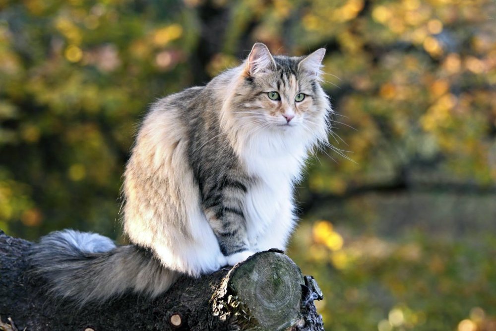 Норвежская Лесная кошка хвост