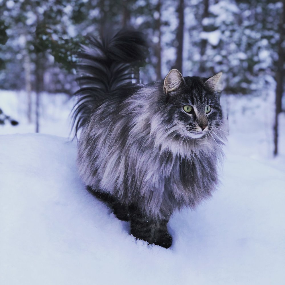 Норвежская Лесная кошка короткошерстная