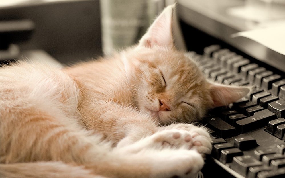 Кот уснул на клавиатуре