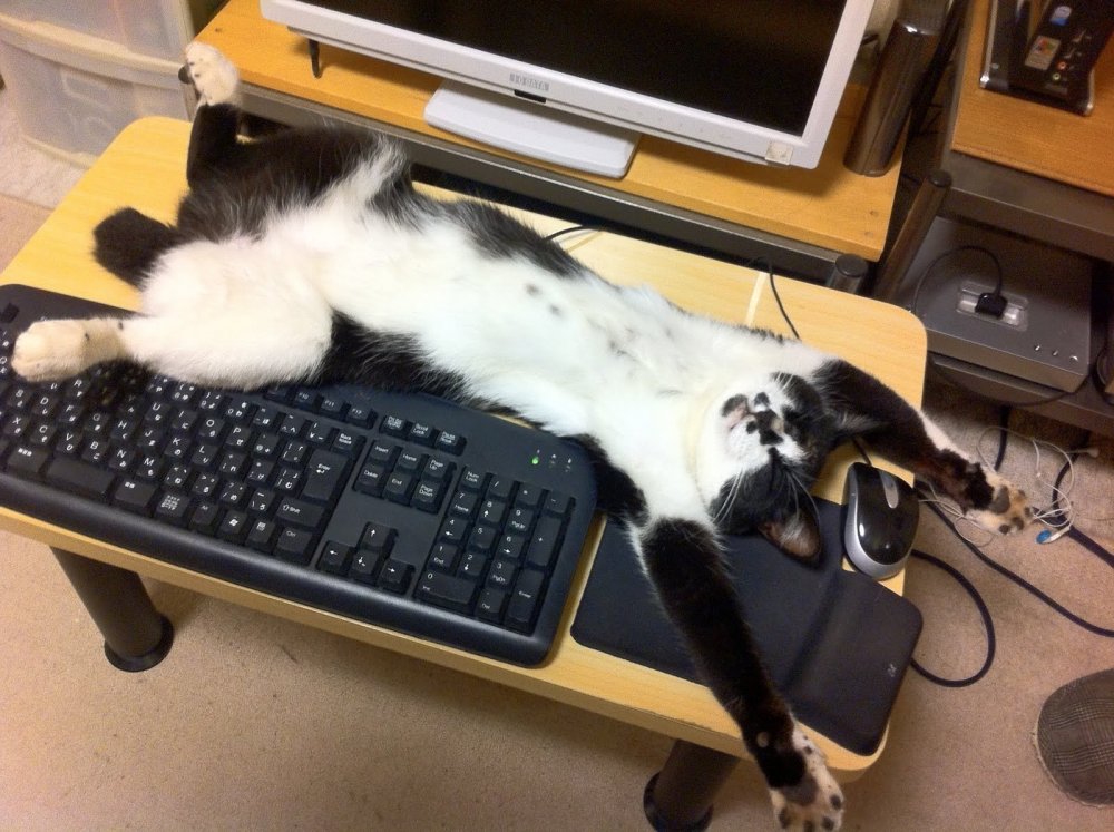 Кот спит на клавиатуре