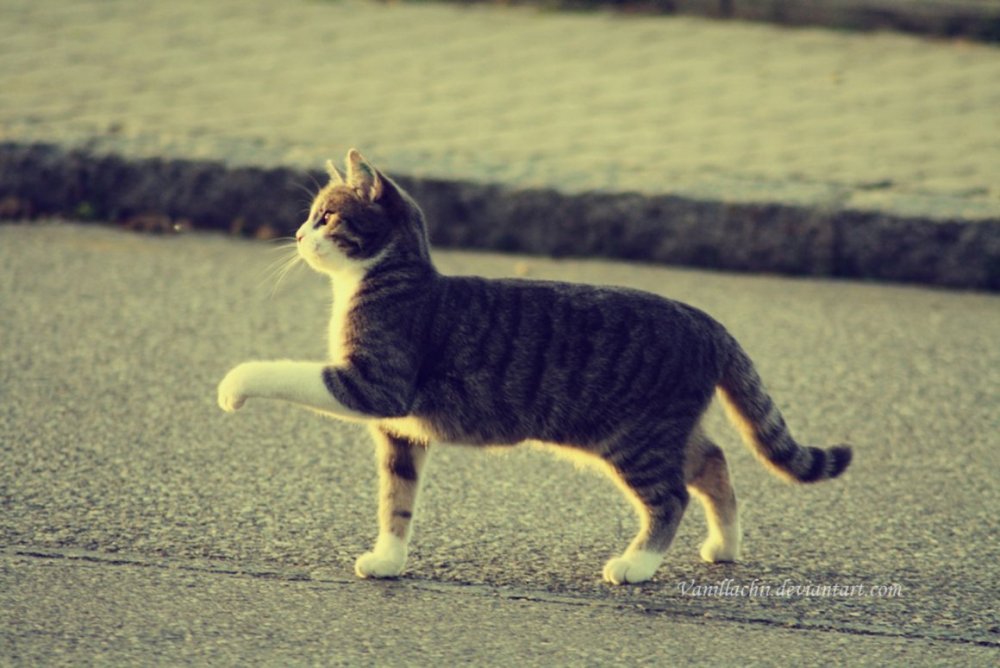 Кошка ходит