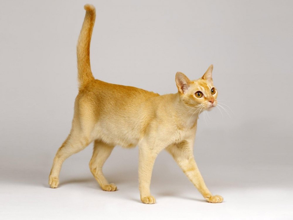 Цейлонская порода кошек