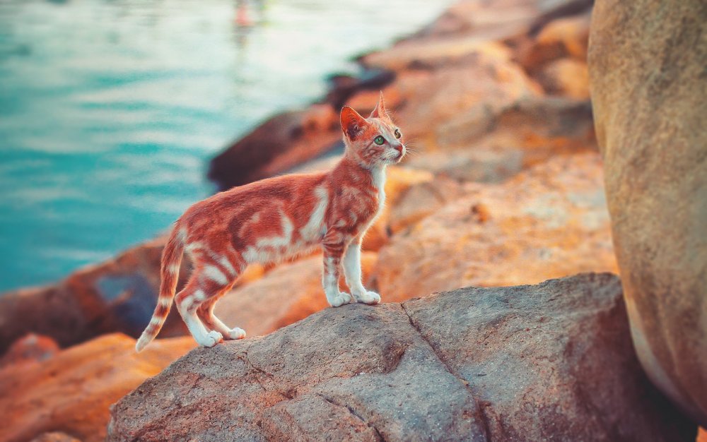 Рыжий кот на Камне