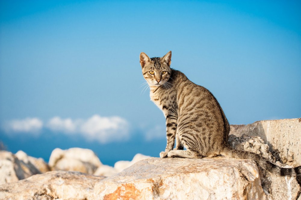 Кот сидит на Камне