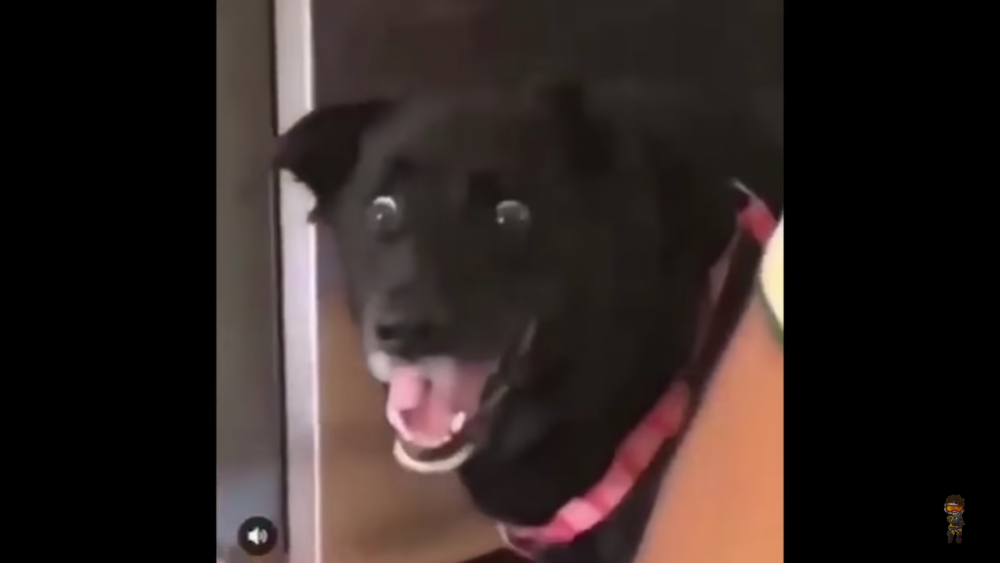 Черная собака в шоке