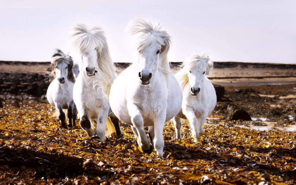 Табун исландских лошадей