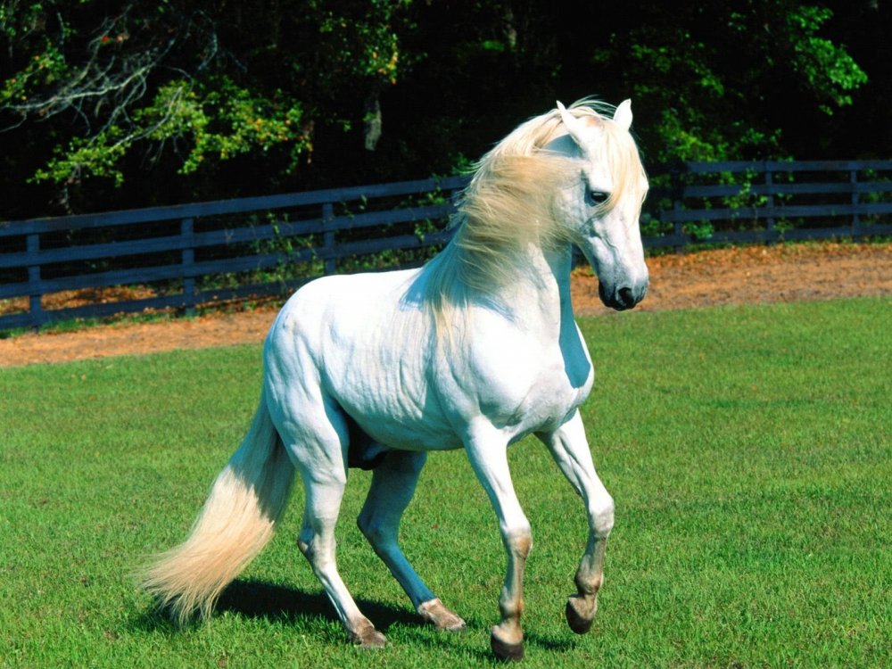 Белая лошадь с голубыми глазами