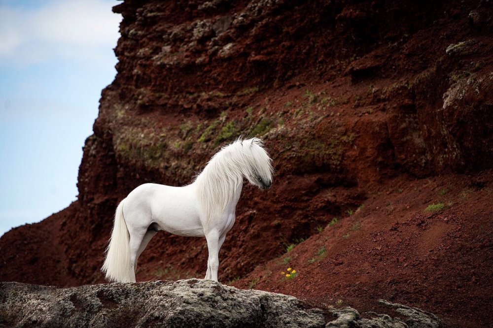 Самая красивая белая лошадь