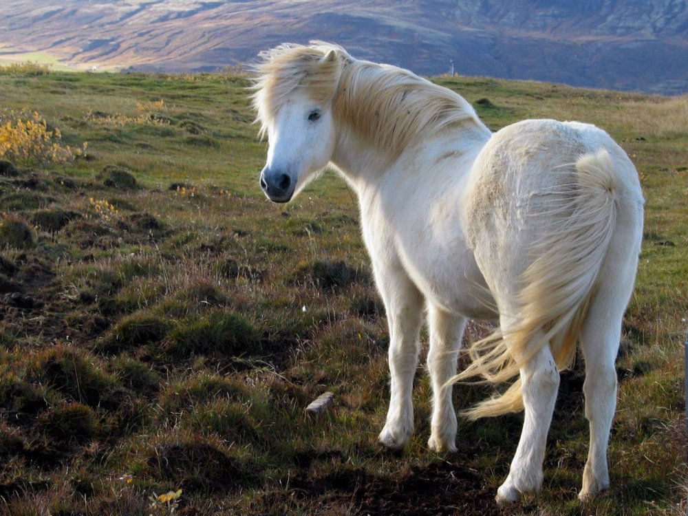 Исландия порода лошадей