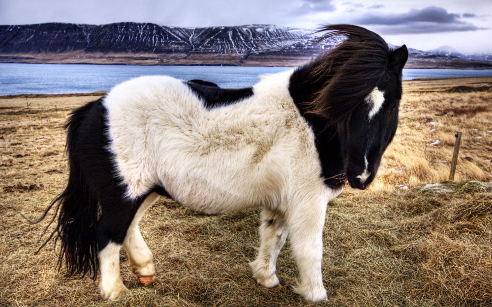 Исландская лошадь тёльт