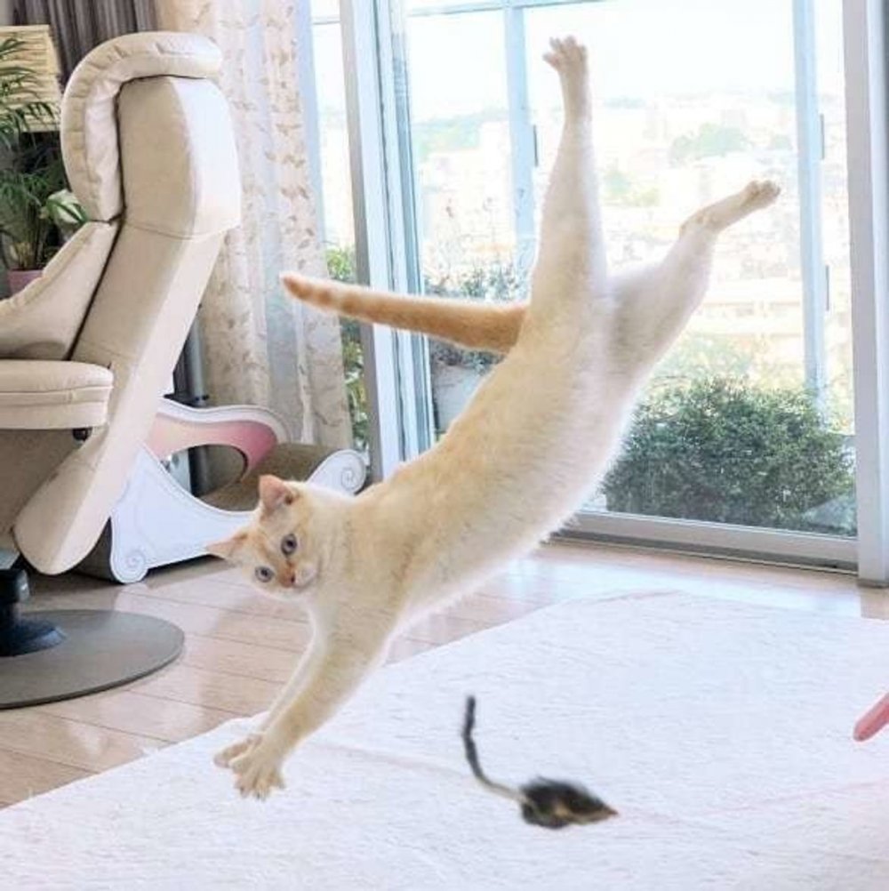 Кот танцует брейк данс