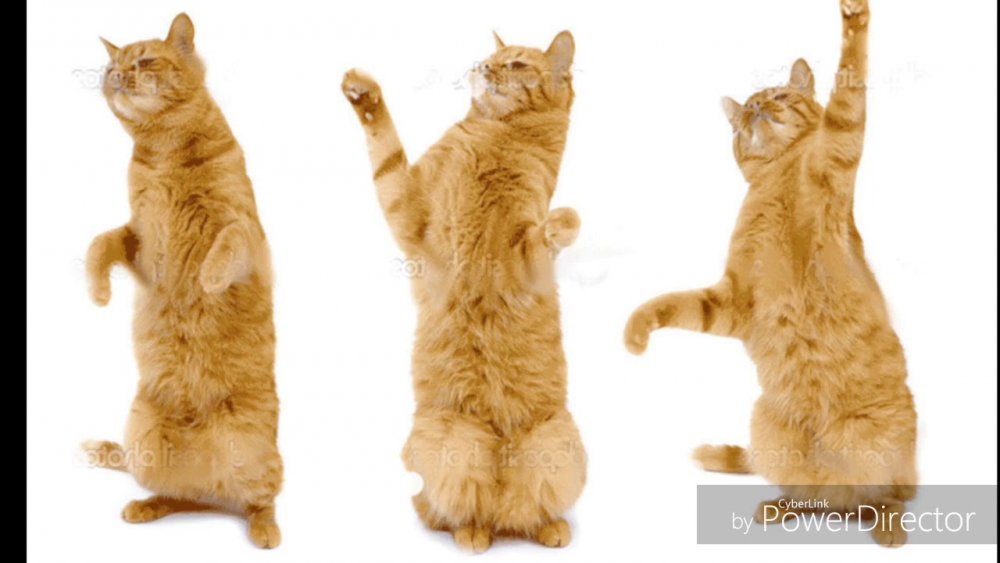 Котик танцует