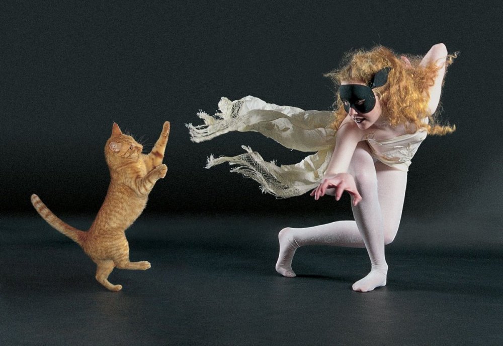 Кот танцует