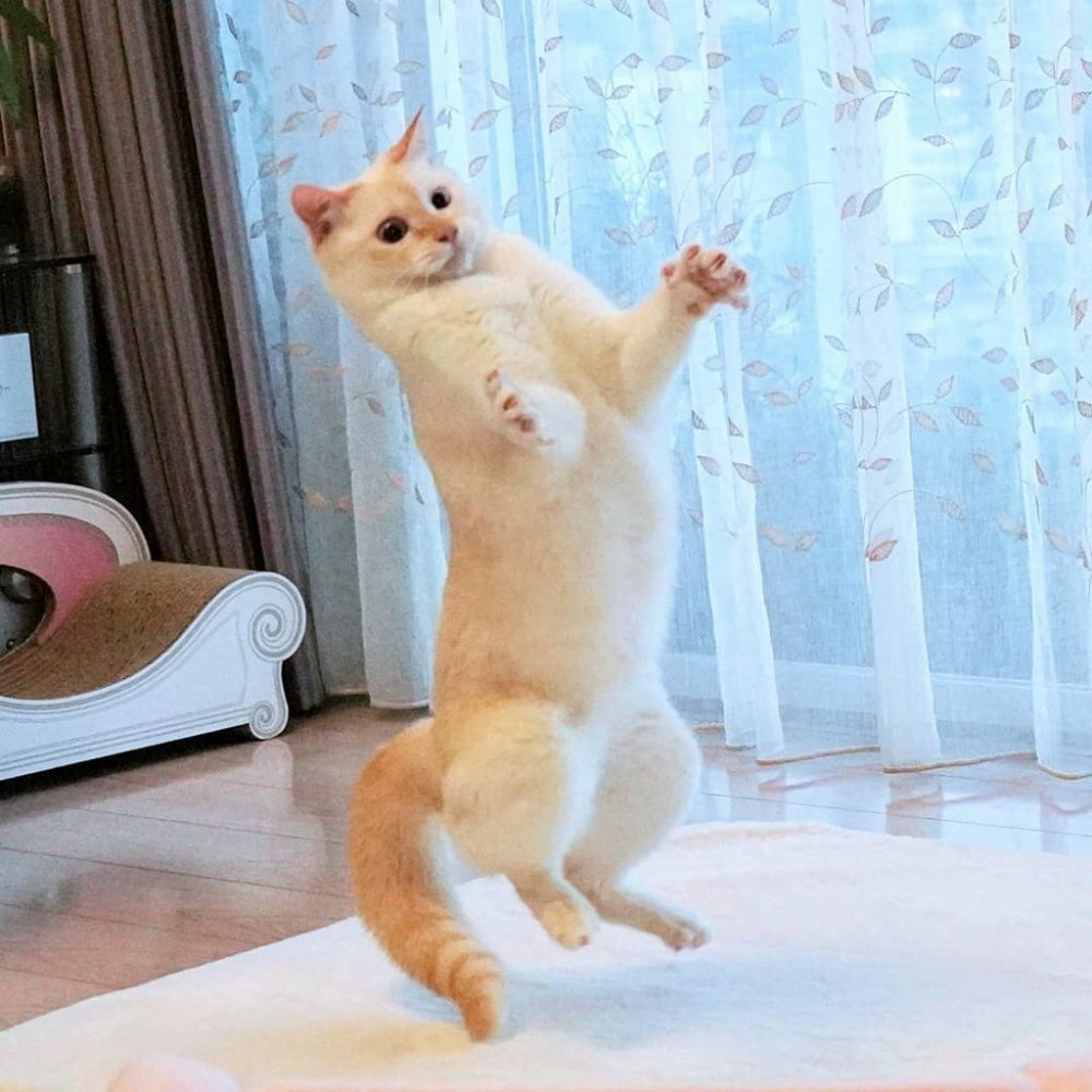 Котик танцует
