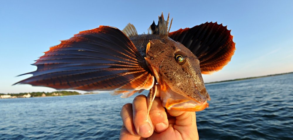 Рыба морской черт Баренцева моря