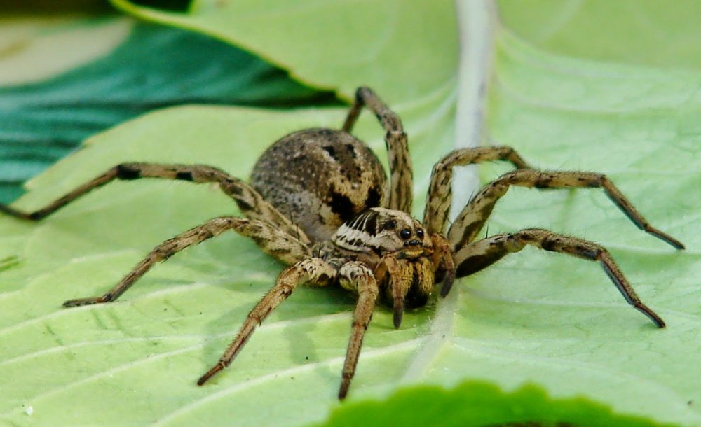 Сибирский ядовитый паук