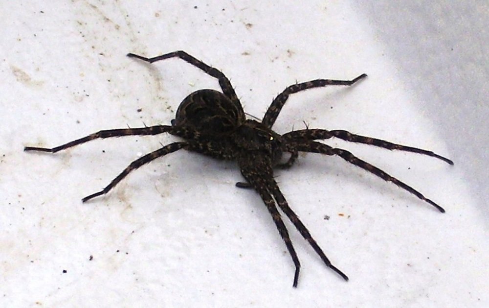 Мохнатый коричневый паук