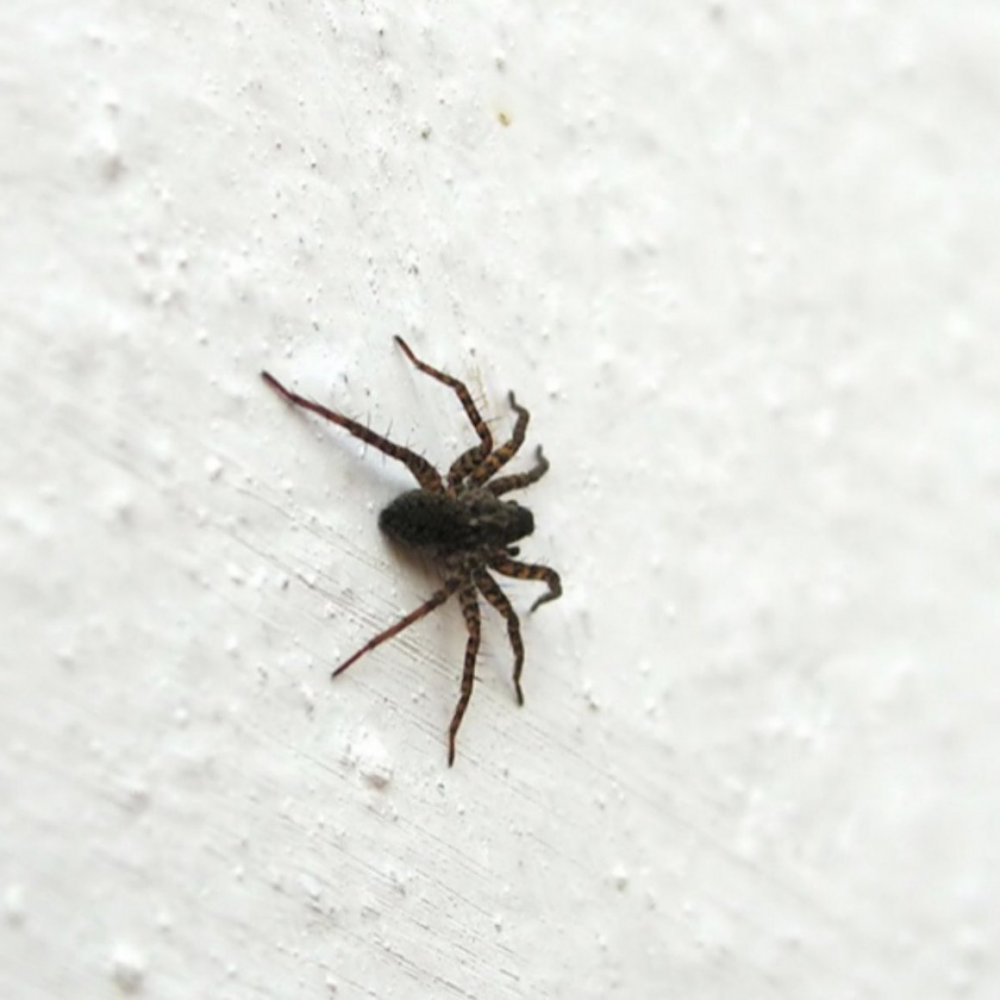 Маленький прыгучий паук в доме черный